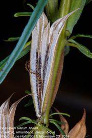   Fruit:   Sesamum alatum ; Photo by S. Holt, Flora of Zambia
